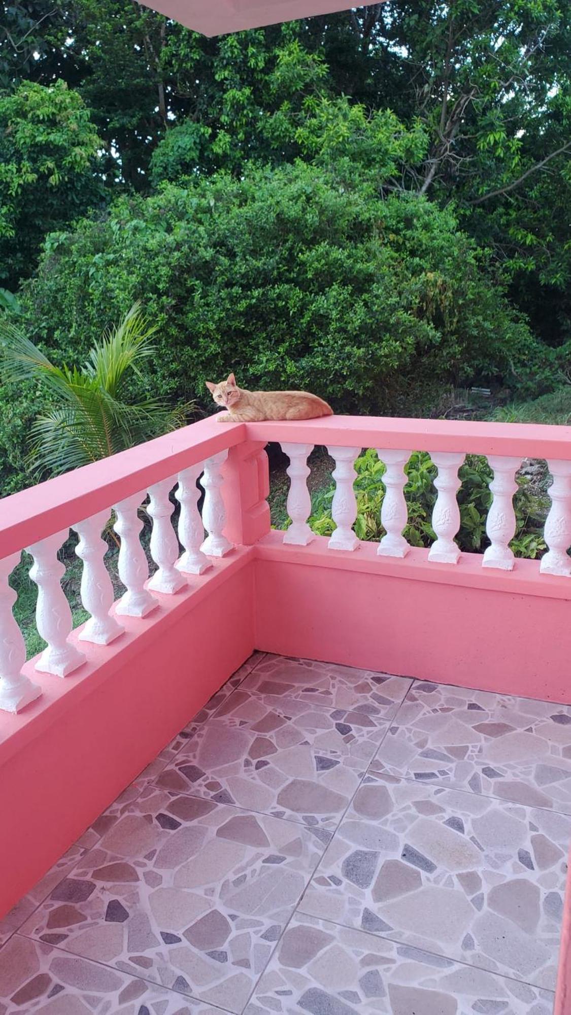 Natrue'S Haven Bed & Breakfast Marigot Luaran gambar